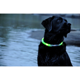 Safety Glowing Pet Collar With LED By Project Pet Lovers Club