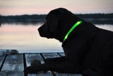 Buy 1 Get 1! - Safety Glowing Dog Collars and Leashes By Pet Lovers Club