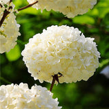 20 Seeds Per Pack Hydrangea Flower Seeds - 5 Colors Available