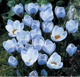 20 Seeds Per Pack - Saffron Crocus Seeds