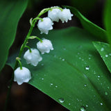40 Seeds per Pack - Lily of the Valley